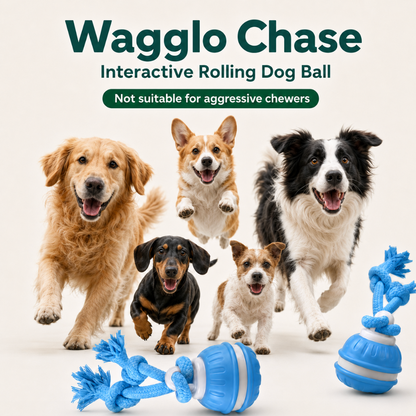 Wagglo Chase - Made for evening zoomies