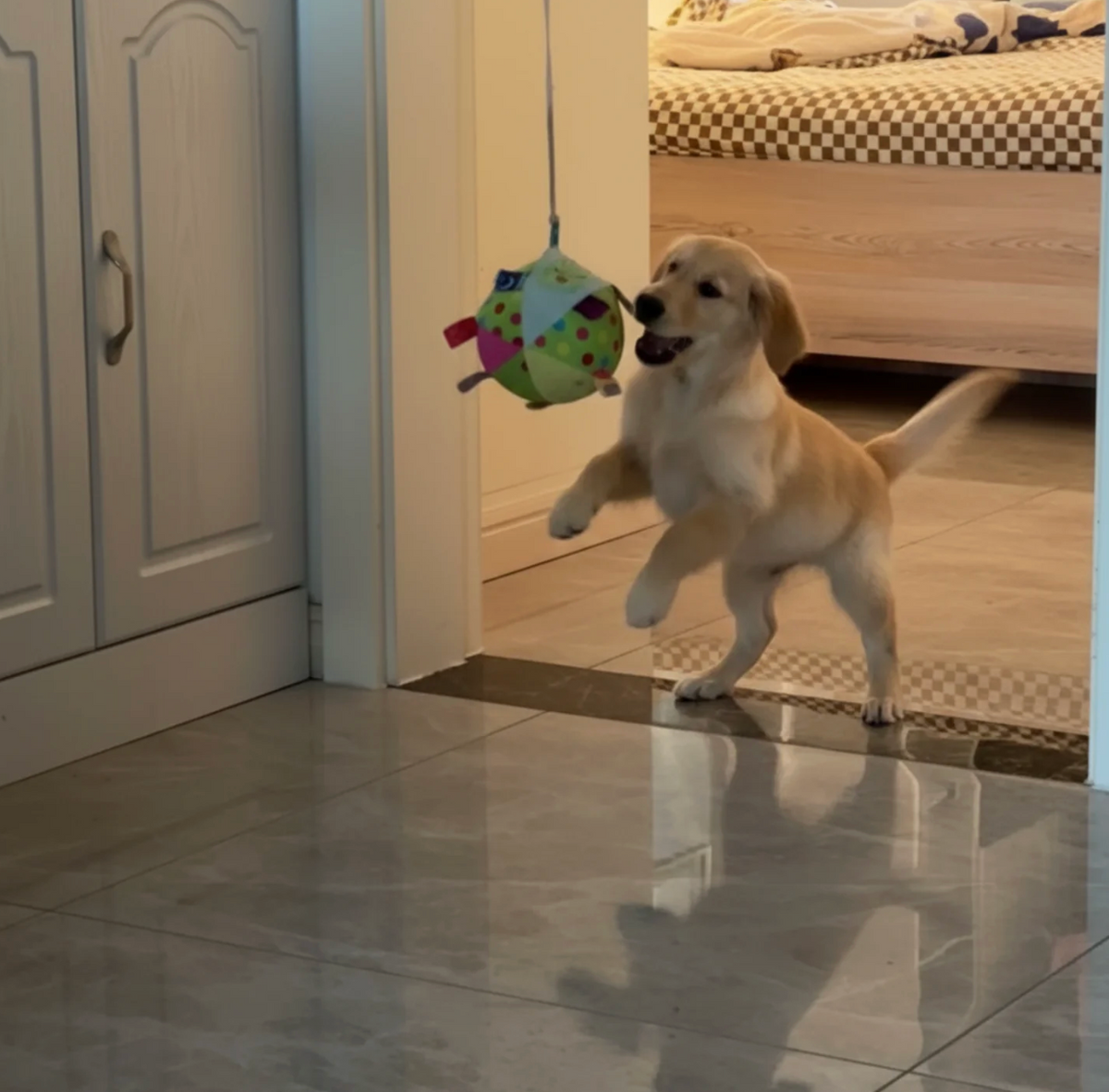 Wagglo Tug – The toy that tugs back