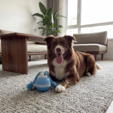 Pet Approved